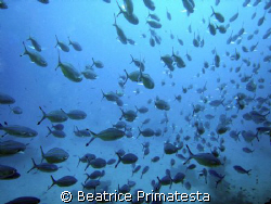 Fishes...! (Caesio sp) by Beatrice Primatesta 